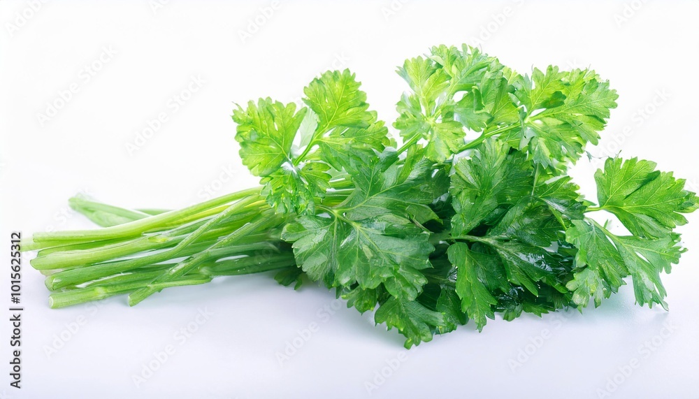 Chervil on white background. Chervil Isolated. Chervil on white background. Chervil Isolated.