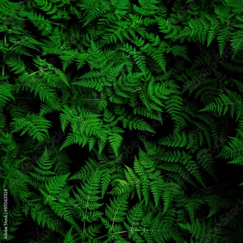 Vibrant green fern leaves creating a lush natural backdrop in forest environment