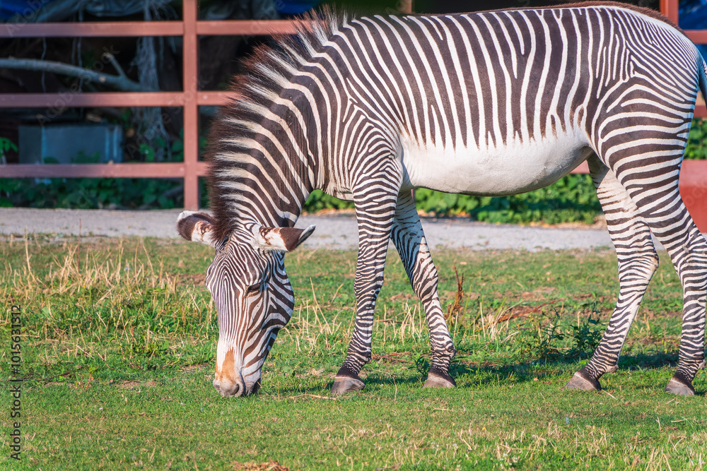 Grevy's zebra, lat Equus grevyi, also known as the imperial zebra eats green grass. Grevy's zebra, lat Equus grevyi, also known as the imperial zebra eats green grass.