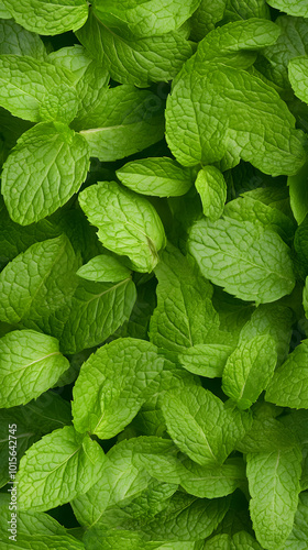 sea of mint leaves, photo realistic, overhead shot (seamless, tile, repeat)