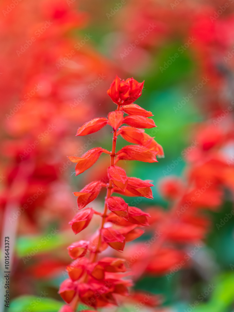 Red salvia flowers, salvia splendens, in the flower garden Red salvia flowers, salvia splendens, in the flower garden
