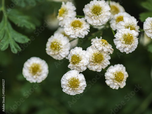 Fully open blooming Common daisy or Bellis perennis or English daisy with large white flower and yellow center