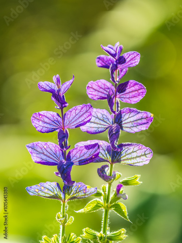 Blue Salvia farinacea flowers, or Mealy Cup Sage on green background, close-up. photo