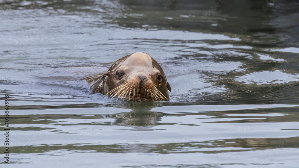 Fototapeta premium A sea lion by a local dock in California