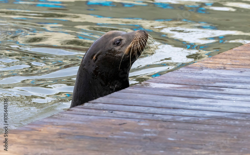 A sea lion peaking over the docks edge photo