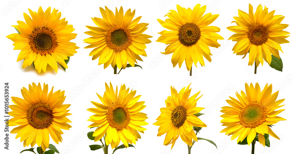 Sunflowers head collection isolated on white background. Sun symbol. Flowers yellow, agriculture. Seeds and oil. Flat lay, top view Sunflowers head collection isolated on white background. Sun symbol. Flowers yellow, agriculture. Seeds and oil. Flat lay, top view