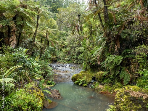 Stream and native forest on the Cascade Kauri walk, Waitakeres, Auckland, Auckland, New Zealand.