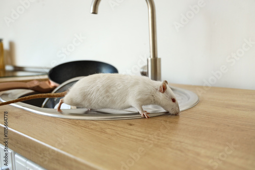 White rat on sink in kitche...