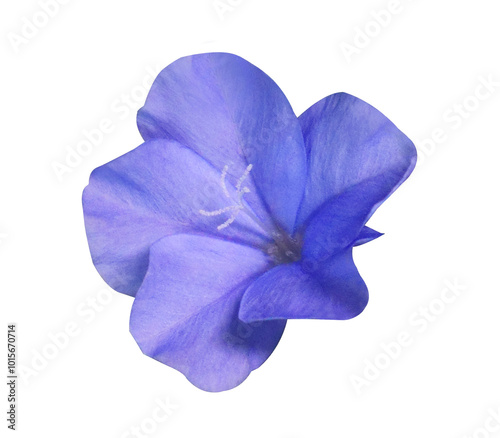 White plumbago or Cape leadwort flower. Close up small single blue flower bouquet isolated on transparent background.	