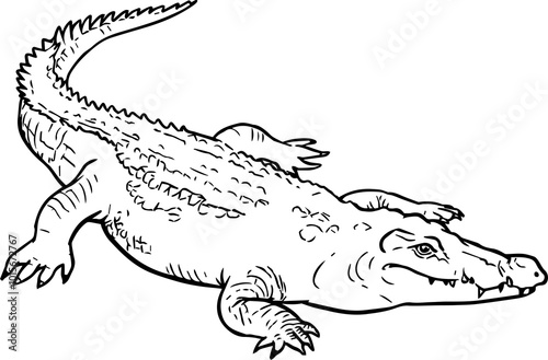 CROCODILE LINEART photo