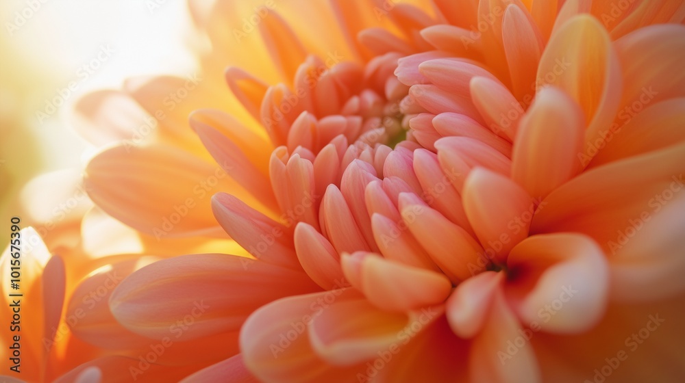 Chrysanthemum yellow flower macro petals blurred background Chrysanthemum yellow flower macro petals blurred background