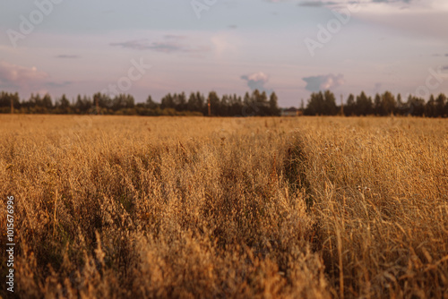 A field of tall grass with a cloudy sky in the background. The sky is a mix of blue and orange, giving the image a warm and peaceful feeling