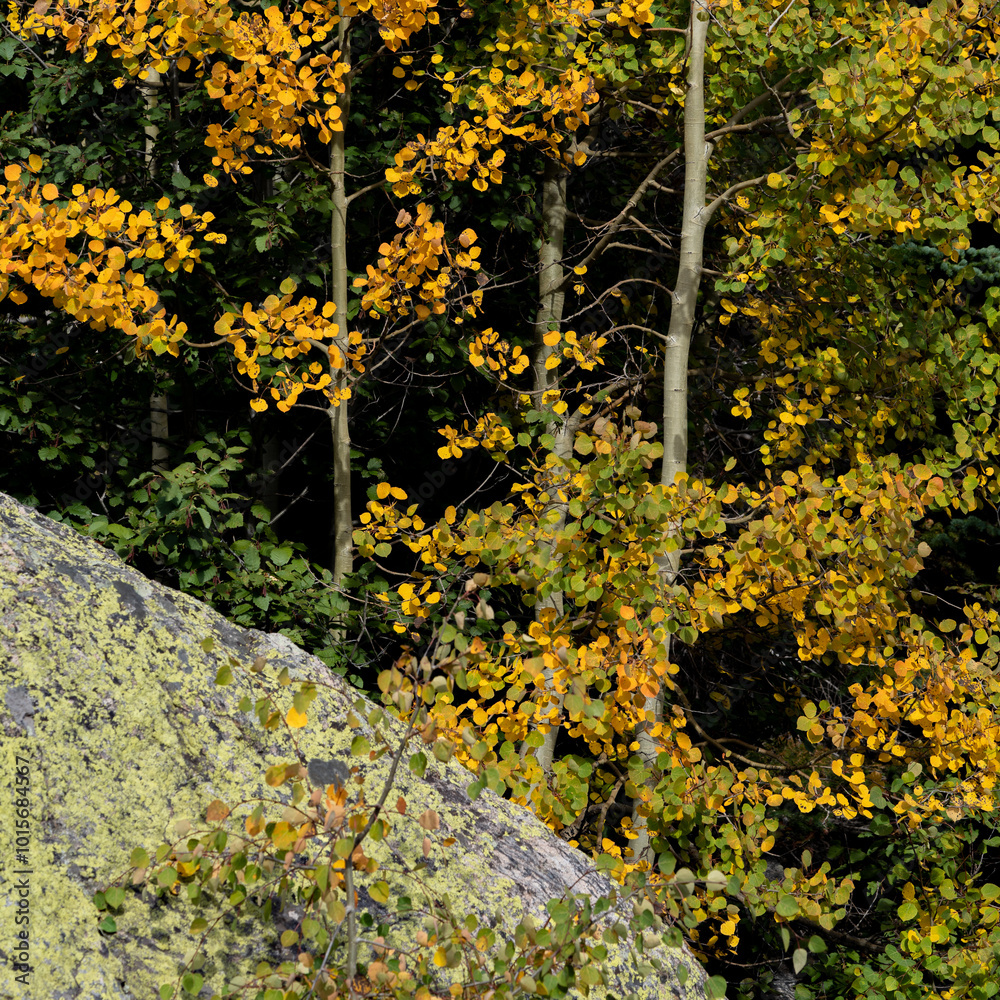 Obraz premium Fall colors and autumn in Rocky Mountain National Park, Colorado. Estes Park, Colorado.