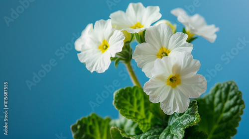 A vibrant cluster of white flowers with yellow centers, surrounded by lush green foliage, set against a soft blue backdrop.