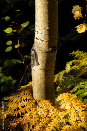 Fall colors and autumn in Rocky Mountain National Park, Colorado. Estes Park, Colorado.