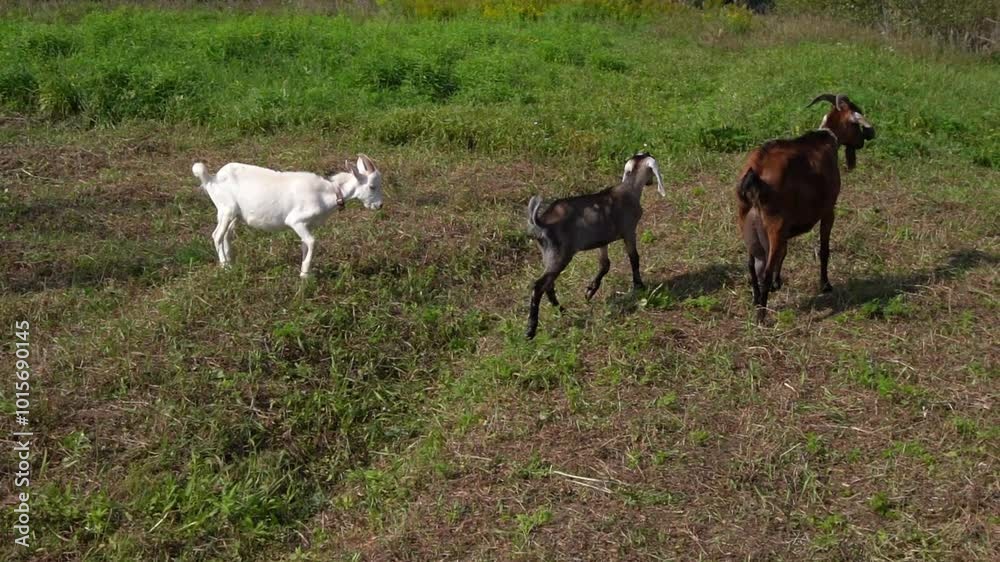 young goats walk in the backyard in summer. summer rural scene without people. young goats walk in the backyard in summer. summer rural scene without people.