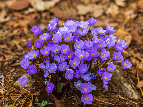 Purple Jeffersonia dubia in the Korea National Arboretum near Pocheon-si, Korea photo