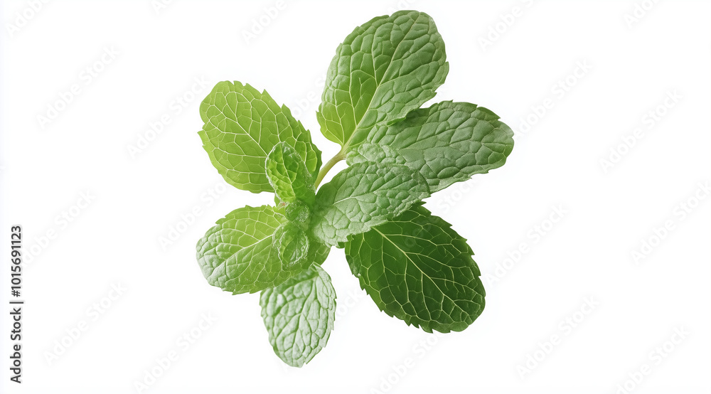 Sprig of mint on white background top view, created with Generative AI technology Sprig of mint on white background top view, created with Generative AI technology