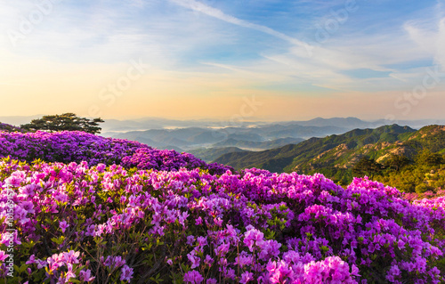 Pink royal azalea blossoms on Hwangmaesan Mountain near Hapcheon-gun, Korea.