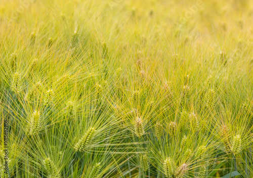 Barley field near Hwangnyongsaji Temple at Gyeongju-si, Korea. photo