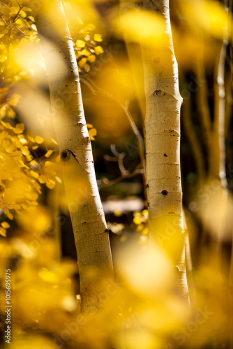 Fall colors and autumn in Rocky Mountain National Park, Colorado. Estes Park, Colorado.