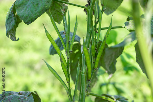 Fresh vegetable green cluster beans or guar beans on plant in garden photo