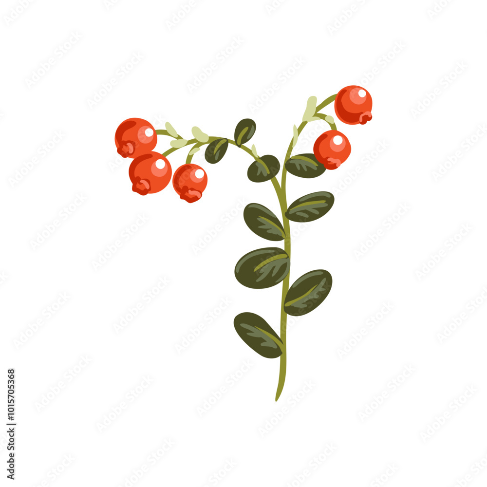 vector drawing plant of lingonberry with green leaves and red berries isolated at white background, hand drawn illustration vector drawing plant of lingonberry with green leaves and red berries isolated at white background, hand drawn illustration