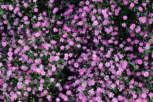 Pink gypsophila paniculata at the Goyang Flower Fair near Ilsan, Korea