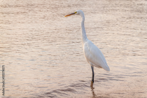 Great egret (Ardea alba), a medium-sized white heron fishing on the sea beach