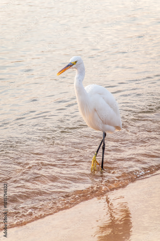 Great egret (Ardea alba), a medium-sized white heron fishing on the sea beach Great egret (Ardea alba), a medium-sized white heron fishing on the sea beach