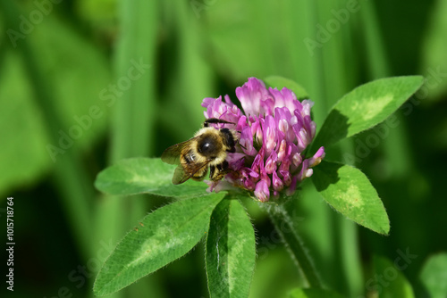 アカツメクサの蜜を吸うハチ photo