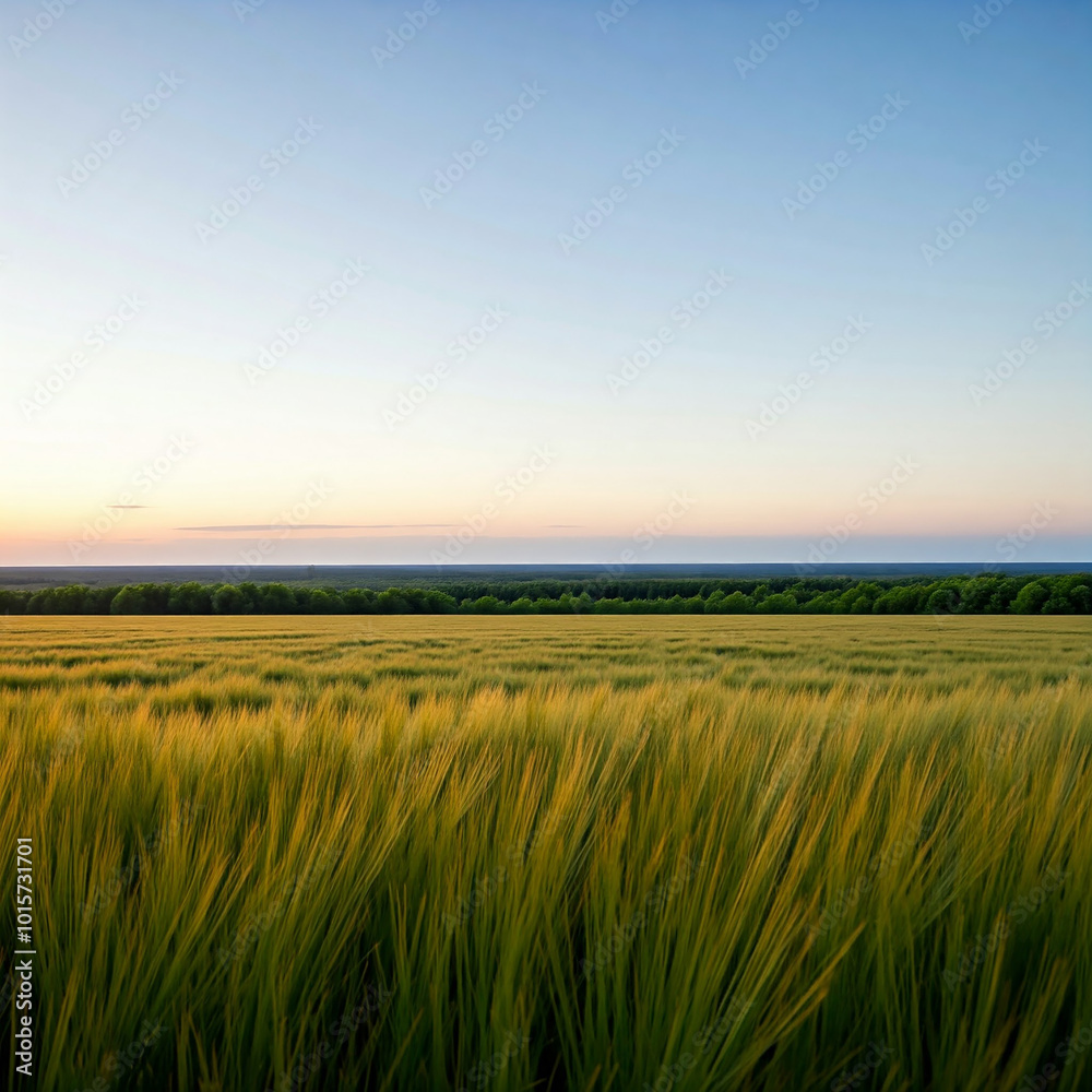 wheat field at sunset. landscape with trees. sunset in the forest. trees in grass land. wheat field at sunset. landscape with trees. sunset in the forest. trees in grass land.