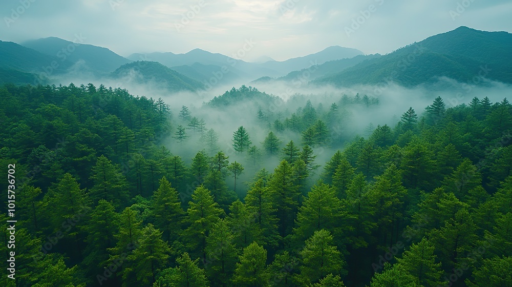 Fototapeta premium A dense forest in Japan is captured from the air, showcasing the country’s natural beauty and the importance of forest preservation.
