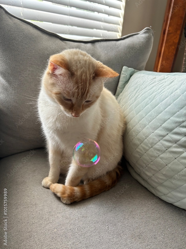 Naklejka premium Cat playing and looking at bubbles 