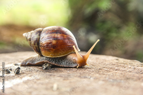 Lissachatina Fulica or land snail belonging to the Achatinidae family. Lissachatina fulica is a species of land snail originating from East Africa photo