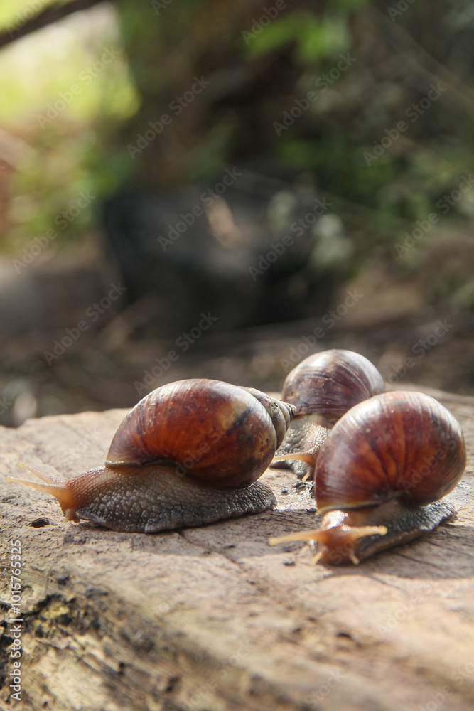 Lissachatina Fulica or land snail belonging to the Achatinidae family. Lissachatina fulica is a species of land snail originating from East Africa Lissachatina Fulica or land snail belonging to the Achatinidae family. Lissachatina fulica is a species of land snail originating from East Africa
