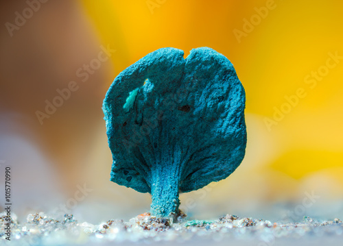 Blue stain - Chlorociboria aeruginascens, blue mushroom