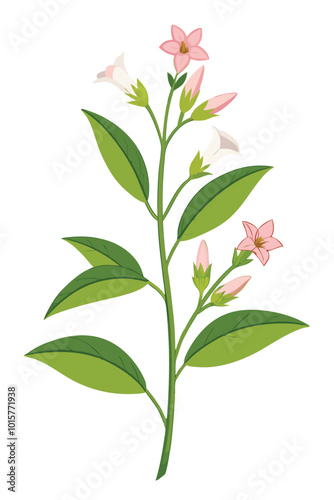 Wallpaper Mural Nicotiana Branch with Flowers Vector Illustration on White Background in Detailed Artistic Style Torontodigital.ca