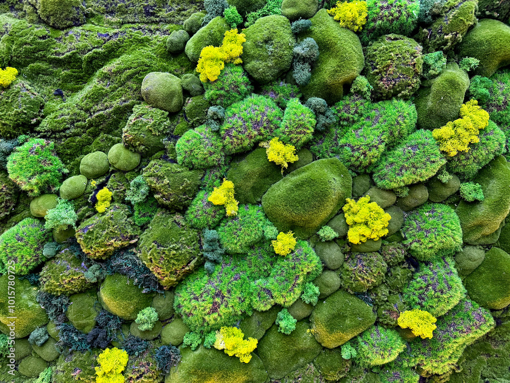 Green moss art, vertical garden wall with greeneries in moss pattern and yellow flower, arranged and designed in different shapes, contour, and pattern. Seamless green wall moss background texture. Green moss art, vertical garden wall with greeneries in moss pattern and yellow flower, arranged and designed in different shapes, contour, and pattern. Seamless green wall moss background texture.