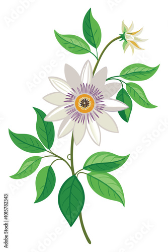 Passiflora Passion Flower Branch with Flowers Vector Illustration on White Background