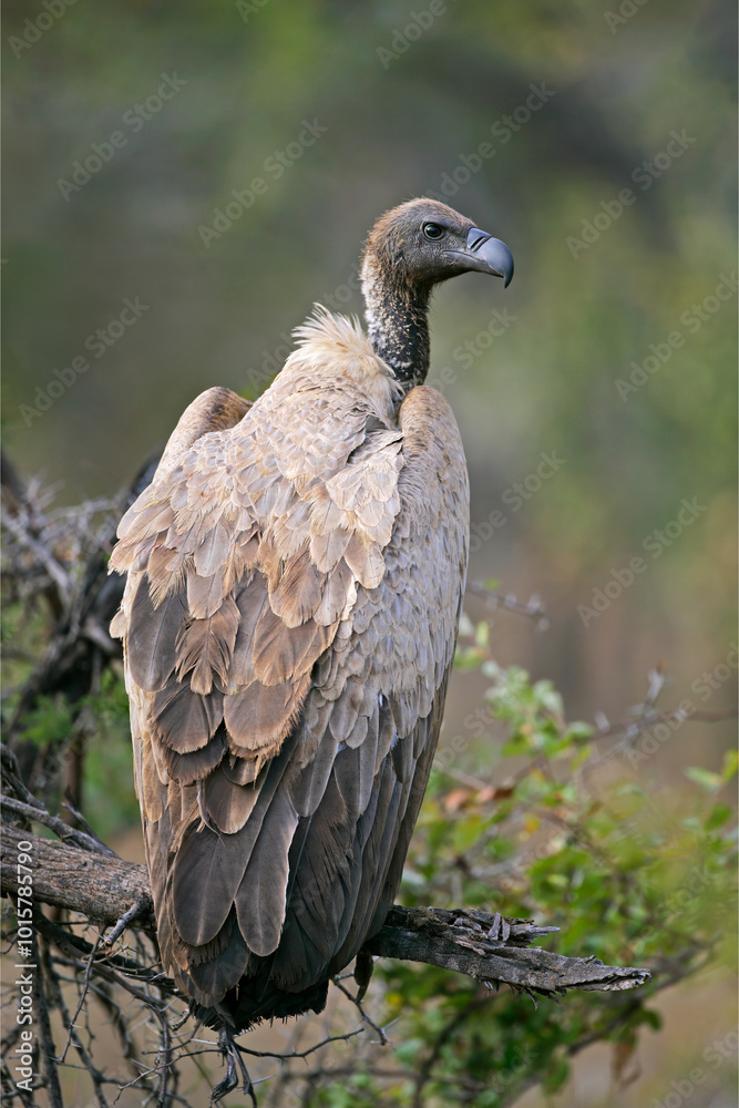 A white-backed vulture (Gyps africanus) perched on a tree, Kruger National Park, South Africa. A white-backed vulture (Gyps africanus) perched on a tree, Kruger National Park, South Africa.