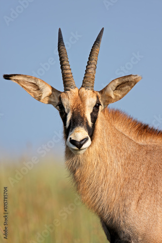 Portrait of a rare roan antelope (Hippotragus equinus) in natural habitat, South Africa. photo