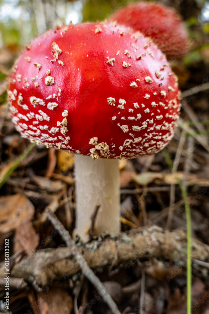 Stockholm, Sweden A Fly Agaric red mushroom in the forest Stockholm, Sweden A Fly Agaric red mushroom in the forest