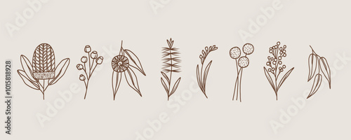 Line art doodle Australian native flowers and plants