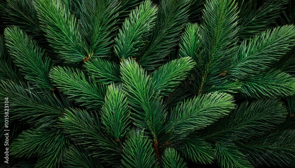Lush backdrop of pine branches and needles with rich green shades and dramatic lighting. Lush backdrop of pine branches and needles with rich green shades and dramatic lighting.