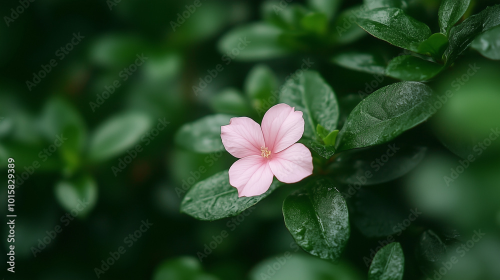 Close-Up of Beautiful Soft Pink Flower Amidst Green Foliage
Close-Up of Beautiful Soft Pink Flower Amidst Green Foliage