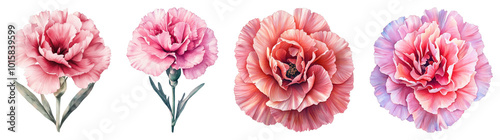 A charming pastel watercolor illustration of a Carnation flower, presented against a transparent background.