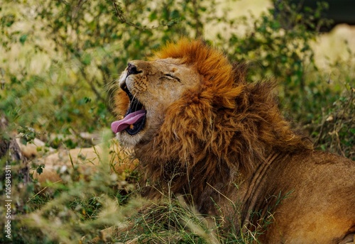 lion yawning after sleep photo