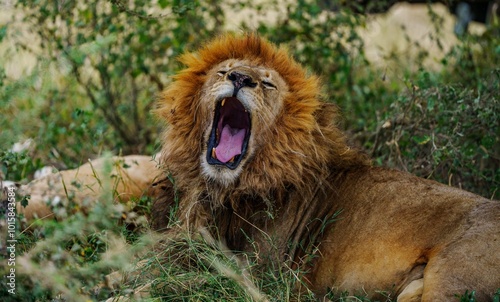 lion yawning after sleep photo