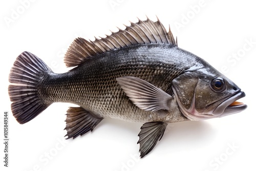  fresh sea fish black snapper, isolated on white background